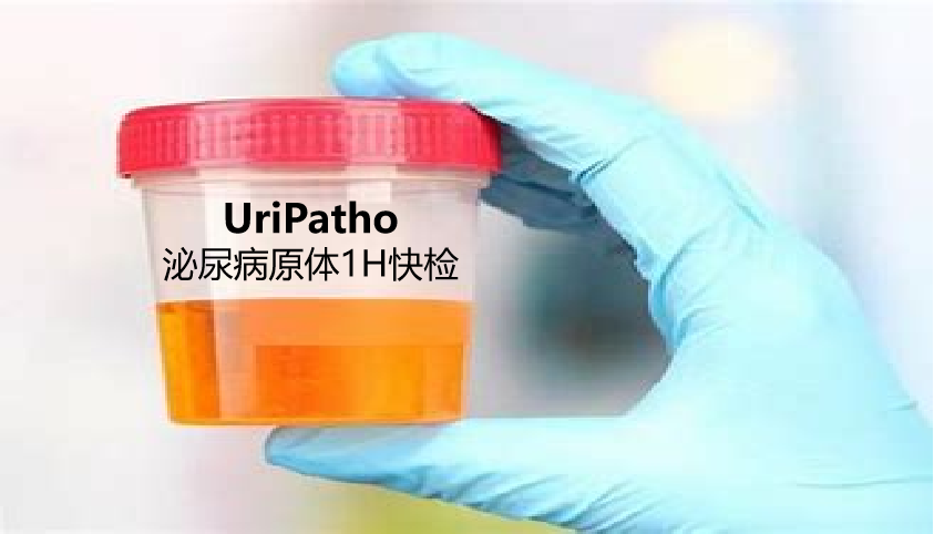 uriPatho，泌尿感染病原谱